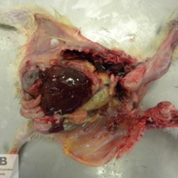 https://veterinarypathologyimagedatabase.uab.cat/migration/4785.jpg