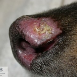 https://veterinarypathologyimagedatabase.uab.cat/migration/4455.jpg