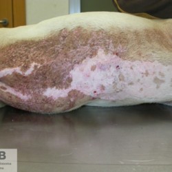 https://veterinarypathologyimagedatabase.uab.cat/migration/4594.jpg
