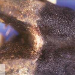 https://veterinarypathologyimagedatabase.uab.cat/migration/3955.jpg