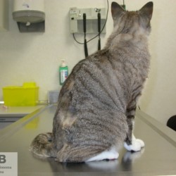 https://veterinarypathologyimagedatabase.uab.cat/migration/4452.jpg