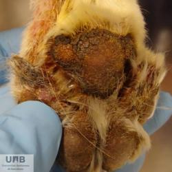 https://veterinarypathologyimagedatabase.uab.cat/migration/4675.jpg