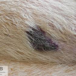 https://veterinarypathologyimagedatabase.uab.cat/migration/4265.jpg