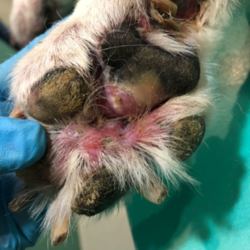 https://veterinarypathologyimagedatabase.uab.cat/migration/4685.jpg