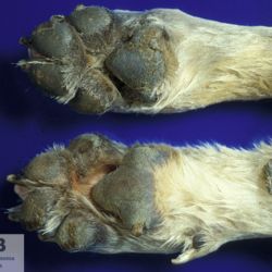 https://veterinarypathologyimagedatabase.uab.cat/migration/4005.jpg