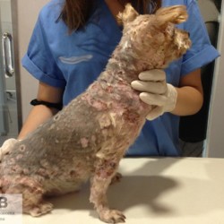https://veterinarypathologyimagedatabase.uab.cat/migration/4590.jpg