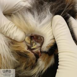 https://veterinarypathologyimagedatabase.uab.cat/migration/4676.jpg
