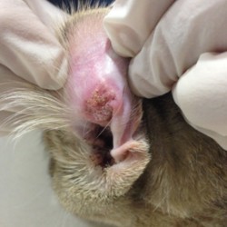 https://veterinarypathologyimagedatabase.uab.cat/migration/4591.jpg